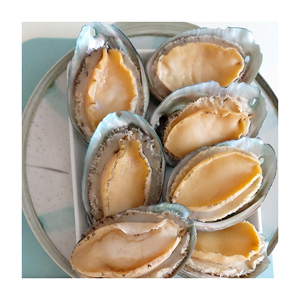 Abulón marino fresco de alta calidad, disponible para venta al por mayor a distribuidores y minoristas. - Product Image 5
