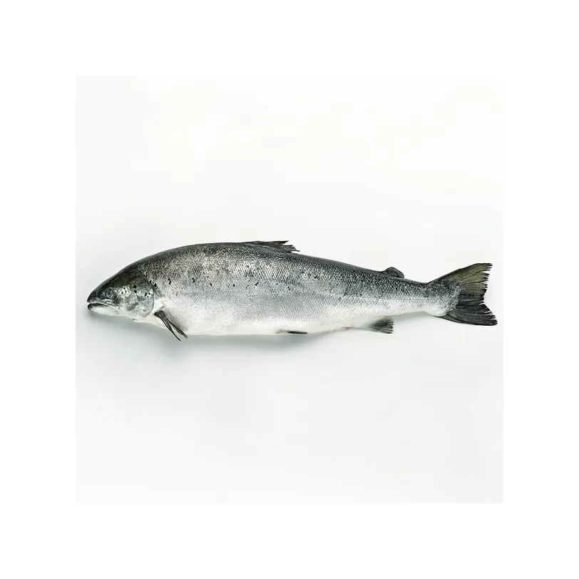 En iyi kalite toptan dondurulmuş kemiksiz somon balığı dondurulmuş deniz ürünleri dondurulmuş Tilapia balık ekspres teslimat teklif örnek toptan