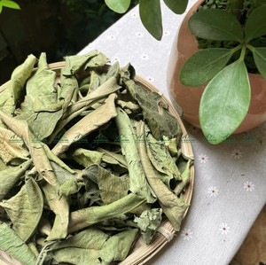 Feuilles de pomelo séchées en gros du Vietnam, arôme frais, naturel, boisson saine et usage culinaire, Mme Sophie - Product Image 5