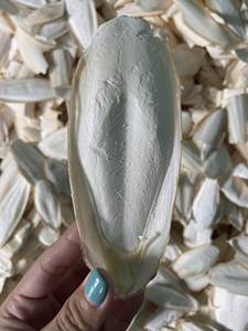 Venta al por mayor 100% hueso de sepia seco natural Vietnam hecho al mejor precio/100% hueso de sepia natural - Product Image 1