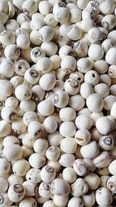 ผู้จัดจำหน่ายเมล็ดบัวแห้งคุณภาพสูงจากเวียดนาม วัตถุดิบธรรมชาติ - Product Image 2