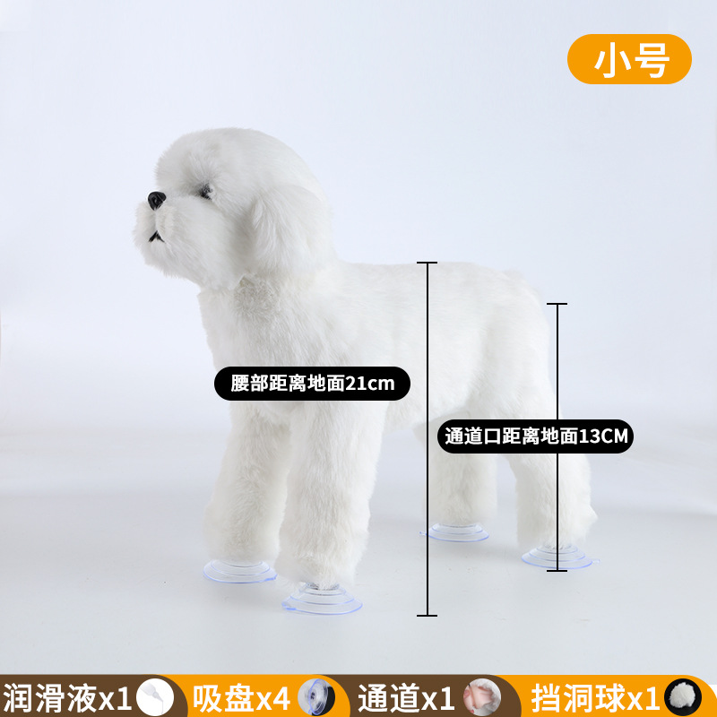 Bichon, ขาว, เล็ก, ความสูงประตู13ซม