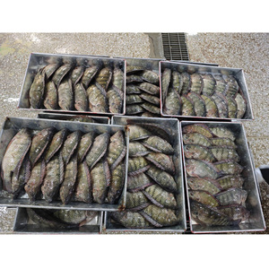 Pescado Tilapia Congelado BQF |   Precio de Exportación Competitivo |   Suministro para Compradores Mayoristas de Mali - Product Image 6