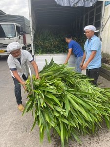 FEUILLES DE PANDAN CONGELÉES PRODUITES PAR UN FOURNISSEUR VIETNAMIEN DE CONFIANCE AVEC UNE QUALITÉ SUPÉRIEURE - Product Image 3