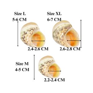 MOON NATUREL SEASHELL PREMIUM GRADE AVEC BEAU MOTIF MOON ESCARGOT CONCH SEASHELL ACCESSOIRES DÉCOR PRIX COMPÉTITIF - Product Image 4