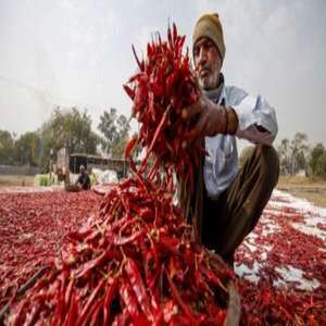 Venta de chiles rojos de alta calidad, procesados en India, RADIANCE GLOBAL TRADERS, tallo de 7 cm, 12 meses de duración. - Product Image 3