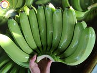 Hoogwaardige verse bananen export voor groothandels in Oman vanuit Vietnam, beste prijs voor groothandel, klaar voor export door 99 Gold Data