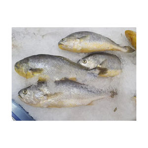 Corvina แช่แข็งอาหารทะเลสดพรีเมียมขายส่งจำนวนมาก - Product Image 5