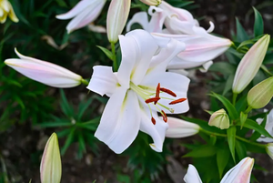 HotNatural Rhizoma Belamcandae Extrait de plantes Blackberry Lily et Blackberryky Rhizome Poudre Vitamine Ingrédient actif - Product Image 3