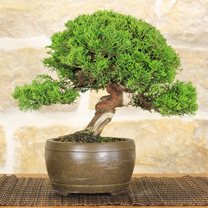 Fertilizzante Bonsai organico 300ml concentrato liquido naturale per una rapida crescita - Product Image 3