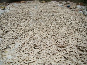 Offre compétitive d'os de seiche-Os de seiche non taillé, os de calmar sec de Factory Direct Vietnam de haute qualité - Product Image 5