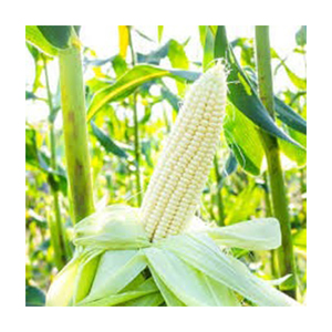 ราคาสวยงาม NON Gmo ข้าวโพดขาวขายส่ง ผู้ผลิตสูงใหม่ วัสดุที่ดีที่สุด ด้วยอัตราราคาถูก - Product Image 4