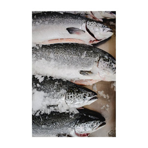 Pescado de salmón Filete congelado Pescado de salmón atlántico fresco y congelado/Salmón congelado entero/Cabeza de salmón a la venta - Product Image 4