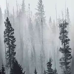 Sudadera con Capucha para Hombre, de Alta Calidad, Corte Ajustado, Popular en 2026, Venta al por Mayor, Personalizable, 100% Algodón, Lisa, para Sublimación - Product Image 6