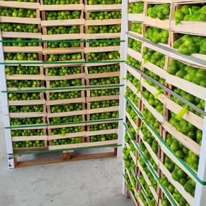 Limón Fresco a Precio de Mayoreo / Lima Sin Semillas Rica en Nutrientes, Suministro al por Mayor - Product Image 5
