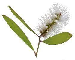 น้ำมันหอมระเหยนีอาอูลีออร์แกนิคเกรดพรีเมียม 10 มล. บริสุทธิ์ สำหรับเครื่องกระจายกลิ่นหอม บำรุงผิวพรรณและเสริมความงาม แบรนด์ส่วนตัว คุณภาพจากธรรมชาติ - Product Image 2