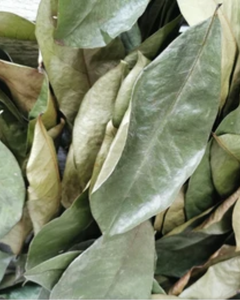 Feuilles de corossol séchées de haute qualité, exportées dans le monde entier - Product Image 6