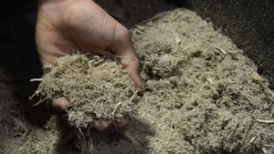 Bagasse séchée écologique pour l'alimentation du bétail - Résidu de canne à sucre riche en fibres - Source d'énergie biomasse durable - Product Image 4
