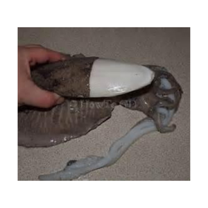 Hueso de sepia a granel para loro, pájaro, suplemento de calcio, mariscos naturales por producto, alimentación animal, exportación desde Vietnam, uso para mascotas - Product Image 6