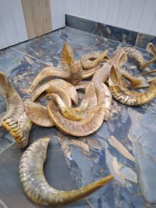 Shofar de Cuerno de Carnero Pulido de Primera Calidad, Natural para Tocar, Shofar Kosher de Primera Calidad, Instrumento Musical Tradicional Kudu, Religioso - Product Image 5