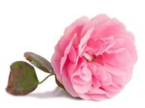 Crema y loción facial French Rose ODM/OBM, fórmula desarrollada coreana, aclarante, antienvejecimiento, hidratante y calmante, recuperación - Product Image 3