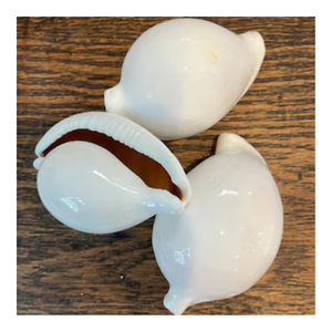 Coquillages blancs polis pour l'artisanat et la décoration Idée cadeau inspirée de la nature - Product Image 3