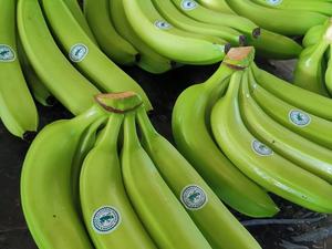 Plátano Cavendish Amarillo Orgánico Natural de Alta Calidad al por Mayor, Plátanos Frescos de Primera Calidad al Mejor Precio con la Mejor Oferta de Descuento - Product Image 6