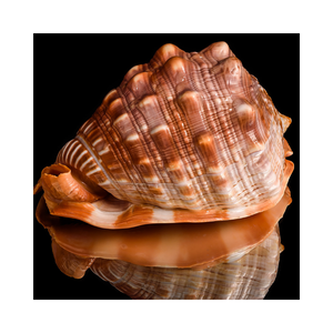 Coquille de coquillage naturel, vente en gros, coquille de coquillage sec de haute qualité, escargot de Murex - Product Image 3