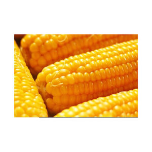 IMPORTE maíz amarillo, maíz amarillo seco de maíz de nosotros en cualquier momento. - Product Image 4