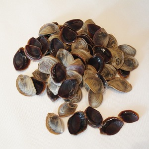 Coquillage naturel décoratif opercule en vrac fournisseur en gros poli artisanat fabrication de bijoux coquille d'aquarium qualité d'exportation - Product Image 1