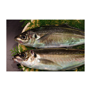 Sélection de premier choix de maquereau atlantique offert à prix réduit pour les acheteurs commerciaux à grande échelle - Product Image 6