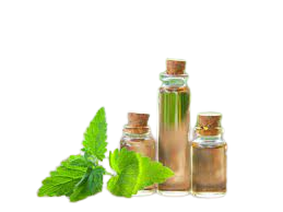 High Quality Therapeutic Grade Catnip <b>Oil</b> (Lemon Type) Quality Assured Rose Ingredient Manufactured India Wholesale Suppliers - Product Image 3