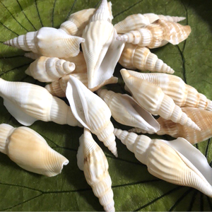 Coquilles d'escargot naturelles coquillage poli belle coquille de mer pour l'artisanat et la décoration du Vietnam vente en gros - Product Image 3