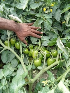 Semillas de Tomate Híbrido ARMY F1 - Product Image 5