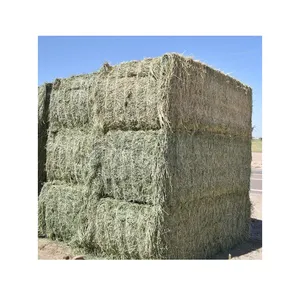 Cattle Alfalfa Hay / Alfalfa Hay / Alfalfa Baled From Netherlands Manufacturer