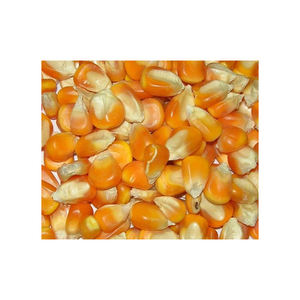 Grans de maíz amarillo seco al mejor precio/stock a granel de maíz disponible con embalaje personalizado - Product Image 5