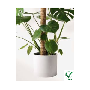 Poteau de coco de qualité supérieure pour plantes grimpantes-Fabricant vietnamien 2025 - Product Image 2