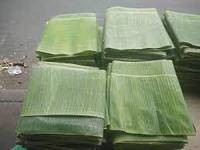 Groene Bananenbladeren: Vers, Veilig En Veelzijdig-Koop Nu!