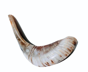 Grande corne naturelle de bélier Kudu Shofar polie cornes d'agate de mouton véritables cornes de mouton style religieux fabriquées à la main en Inde - Product Image 2