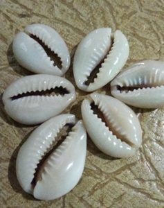 Cowries ขนาดเล็กจากเวียดนาม, สีขาวธรรมชาติ, แห้งสะอาดและว่างเปล่าเปลือกหอย, เหมาะสำหรับการส่งออกและหัตถกรรม - Product Image 4