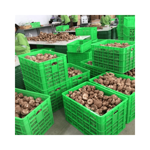 Dried Shiitake Mushrooms tidy broken pieces for seasoning blends and stock <b>powders</b>, efficient <b>rehydration</b>, Vietnam sourcing - Product Image 4