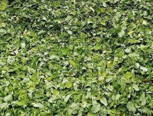 Venta caliente de alta calidad Moringa en polvo Moringa Leaf Food Grade powder - Product Image 5