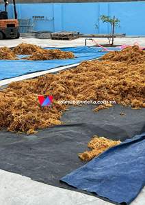 MUSGO DE MAR IRLANDÉS SECO DE ALTA CALIDAD (KAPPAPHYCUS ALVAREZII) CON EL MEJOR PRECIO DE VIETNAM // Sra. Shyn - Product Image 4