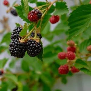 Extracto de Fruta de Mora Silvestre en Polvo, Alta en Antioxidantes, para Suplementos Alimenticios, Suministro a Granel, Fabricante OEM, Tailandia, Grado A - Product Image 6