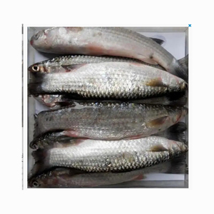 Approvisionnement en gros de mulets gris congelés, prix de gros bas, poisson frais et de qualité supérieure - Product Image 4