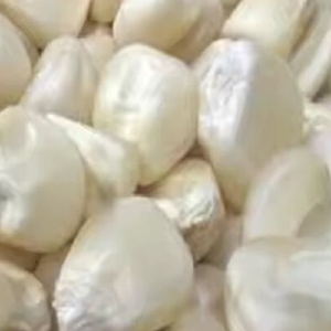 Maíz de alta calidad, grado amarillo de trigo para consumo humano - Product Image 3