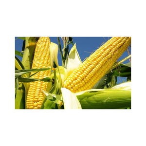 Maïs de maïs séché jaune Alimentation animale - Product Image 4