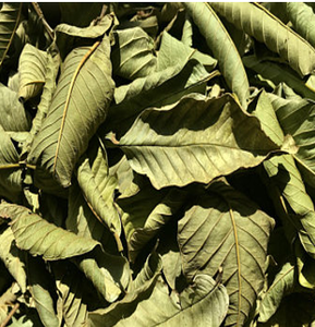 Feuilles de goyave séchées naturelles / Solution à base de plantes polyvalente / Haute qualité / Fabriqué au Vietnam - Product Image 5