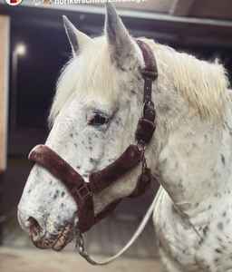 Cabestro de nailon de caballo con piel de primera calidad Duradero y fácil de limpiar Disponible en una variedad de colores y estilos - Product Image 1