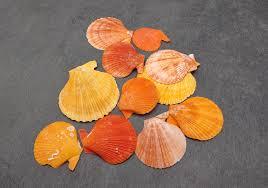 เปลือกพฤกษศาสตร์บริสุทธิ์สำหรับการสนับสนุนสุขภาพ - Product Image 3